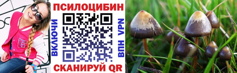 где купить наркотик  Светлоград  Галлюциногенные грибы GOLDEN TEACHER 